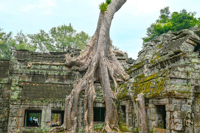 Des razines du fromager sur le temple Ta Prohm
