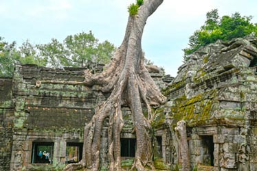 Des racines de fromager sur le temple Ta Prohm