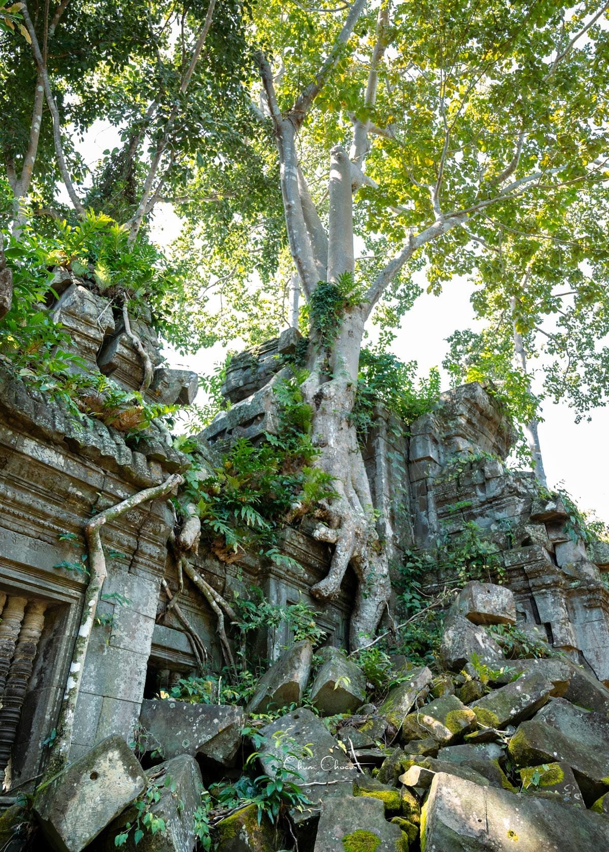 Anciennes ruines de Banteay Ampil couvertes de végétation et de racines dans la forêt.