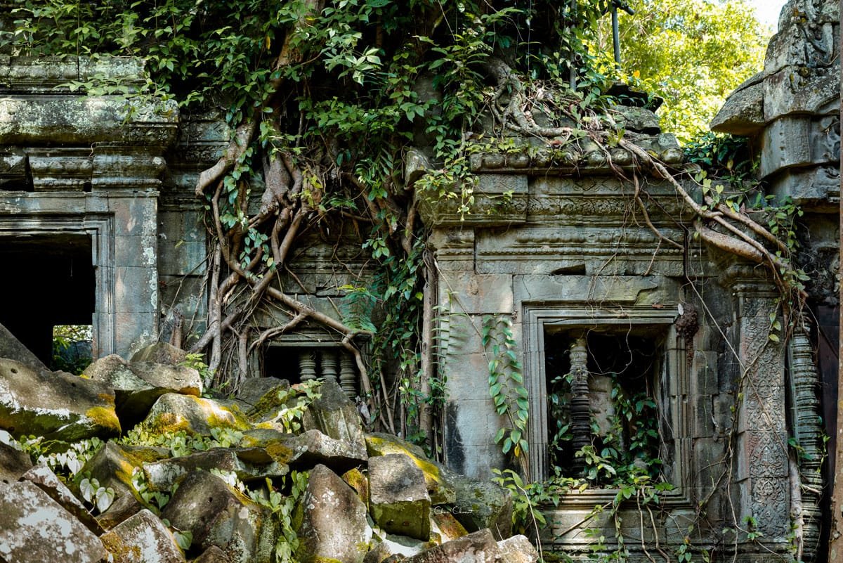 Ruines du temple oublié de Banteay Ampil envahies par les racines des arbres et la nature.
