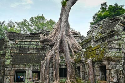 Racines d'un fromager sur les ruines du temple de Ta Prohm.