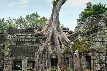 Racines d'un fromager sur les ruines du temple de Ta Prohm.